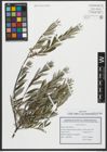Foto von Salix repens subsp. rosmarinifolia (L.) Andersson
